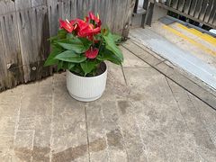 -金陵花卉交易市场