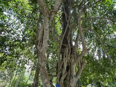 -中国科学院西双版纳热带植物园