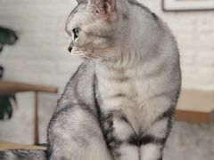 -平行世界·猫咖(首经贸店)