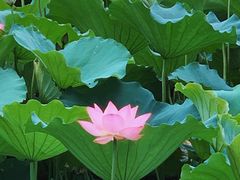 -荔湾湖公园