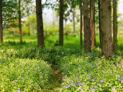 -上海长兴岛郊野公园