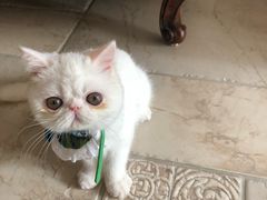 -猫大福·Fortune Cat猫舍(百子湾店)