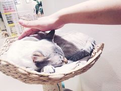 -藏猫猫咖啡主题馆(中央大道店)