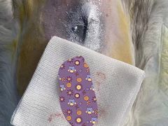 -关爱宠物医院·猫科中心·消化科(滨湖万达分院)