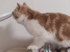 -瑞派天宁宠物医院·猫科·异宠中心