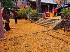 -泰山风景名胜区-普照寺