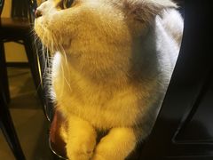 -Mr.Fox狐狸先生超级密室(南山店)