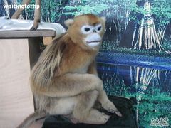 -西安秦岭野生动物园