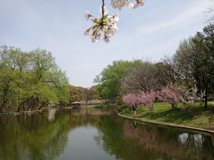 -上海共青森林公园