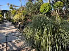 -龙大花卉苗木市场