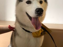 -Husky Go! 哈士奇体验馆·宠物咖啡厅狗咖
