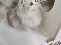 -十月米努特矮脚猫舍