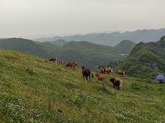 -齐岳山