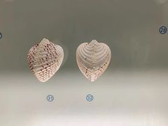 -青岛贝壳博物馆