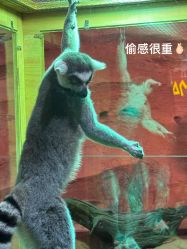 -Zoolung Zoolung动物主题公园(海信广场店)