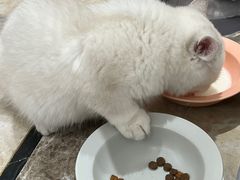 -lincat·猫舍(广州店)