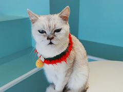 -怪兽屋·羊驼·猫咖·狗咖(俊华广场店)