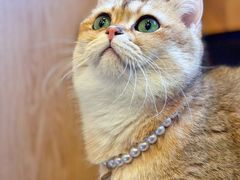 -MOCHA明星猫咖(田子坊店)
