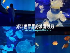 -海合安成都极地海洋公园