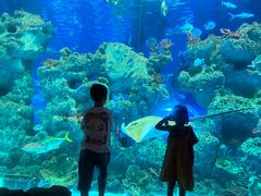 -芜湖新华联大白鲸海洋公园