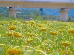 -光明小镇欢乐田园