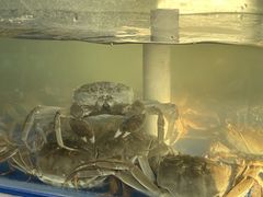 -阳澄湖大闸蟹·琼灵阁牌品牌连锁(吴中总店)
