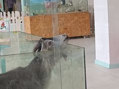 -怪兽屋·羊驼·猫咖·狗咖(俊华广场店)