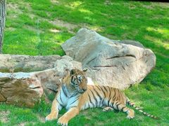 -北京野生动物园