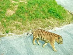 -大连森林动物园