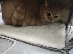 -瑞鹏宠物医院·爱宠堂·骨外专科(西荷分院)