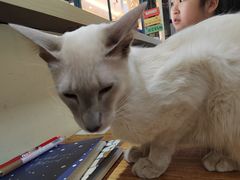 -猫小院猫主题餐厅(南锣旗舰店)