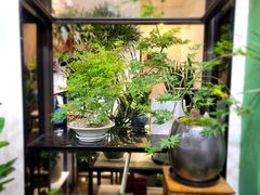 -溪岸路花鸟市场
