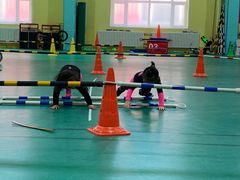 -长春乐奇平衡车儿童体能运动中心