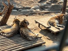 -大连森林动物园