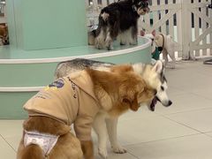 -怪兽屋·羊驼·猫咖·狗咖(俊华广场店)