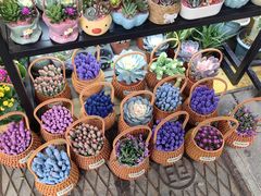 -溪岸路花鸟市场