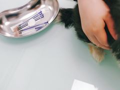 -宠福鑫康馨动物医院·骨科·眼科