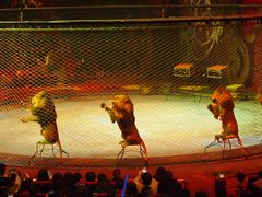 -珠海横琴长隆《卡卡虎奇遇记》