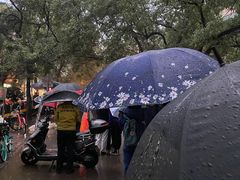 -马文章胖子甑糕(洒金桥店)