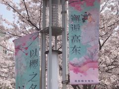 -高东镇樱花园