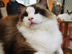 -糯米喵星人·撸猫猫舍咖啡馆(西市场嘉华店)