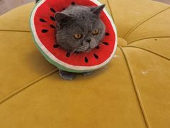 -1013 PET SHOP精品宠物商店(丁香店)