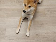 -柴迷FANS CLUB·柴犬狗咖·猫咖