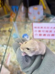 点击看大图 -神奇动物撸宠馆·羊驼·小浣熊·异宠(豫园店)