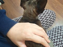 -楼上猫咖(罗湖店)