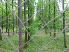 -黄海国家森林公园