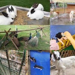 -萌宠亲子动物乐园(槐房万达店)