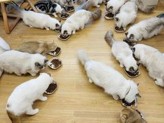 -有喵·猫咖·狗咖·30几只猫10只小狗(岗厦店)