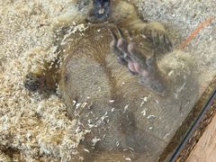 -怪兽屋·羊驼·猫咖·狗咖(俊华广场店)