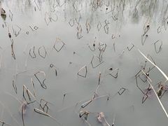 -白鹭湾湿地公园